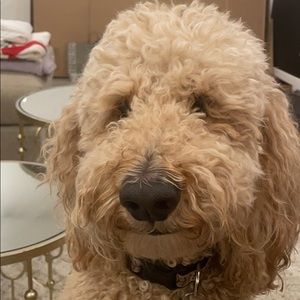 Meet your Posher, Donato